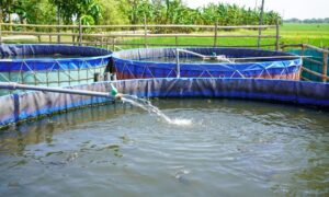 Kolam Ikan lele